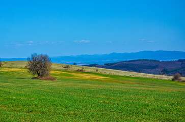 landscape with grass and sky
