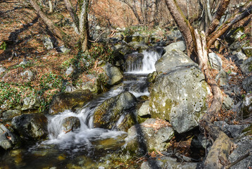stream in the forest