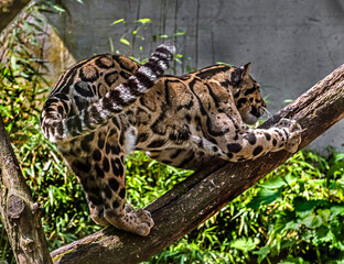 Clouded leopard on the beam in its enclosure. Latin name - Neofelis nebulosa