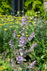 Close up of salvia cyanescens flowers in bloom