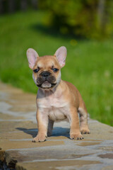 french bulldog puppy sitting