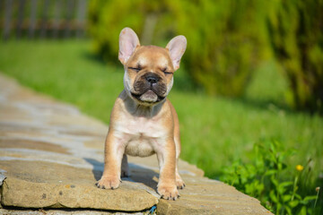 french bulldog puppy sitting