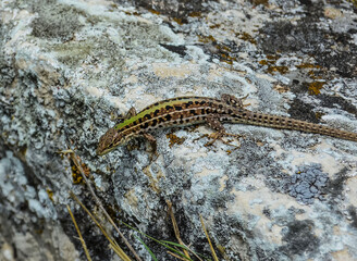 lizard on the stone