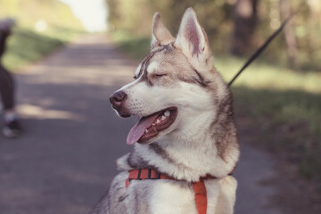 Beautiful purebred husky on a walk in nature.