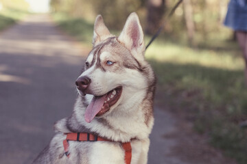 Beautiful purebred husky on a walk in nature.