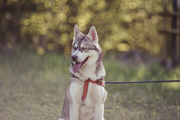 Beautiful purebred husky on a walk in nature.