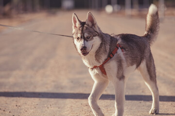 Beautiful purebred husky on a walk in nature.