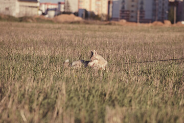 Beautiful purebred husky on a walk in nature.