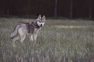 Beautiful purebred husky on a walk in nature.