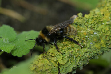 Closeup on a cleptoparasite Field cuckoo-bee , Bombus campestris sitting on a twig