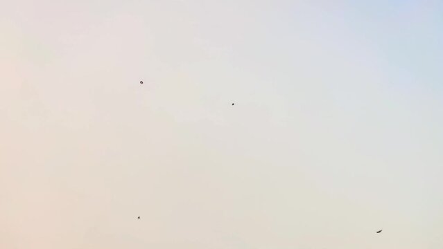 Kites flying high look like moving dots against the background of the dusk sky in the dry season.