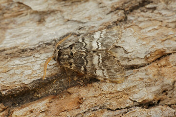 Closeup on white striped Drymonia ruficornis, the lunar marbled