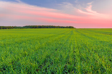 Obraz premium Green field of young shoots of winter wheat and the sky in the colors of the sunset