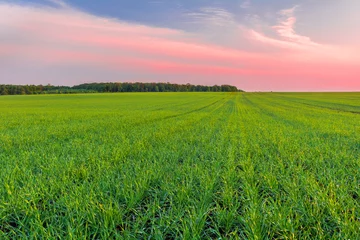 Tuinposter Green field of young shoots of winter wheat and the sky in the colors of the sunset © physyk