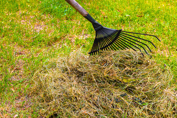 gardener collecting dry grass with a rake.