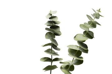 Round eucalyptus leaves on a transparency background