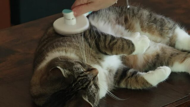 brosse pass&eacute;e sur un chat allong&eacute;