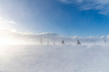 Low angle view of a heap of snow pushed up by a blizzard storm against a row of pine trees in Iceland with snow swirling in the air partly obscuring a clear view, against a white clouded blue sky  - Powered by Adobe