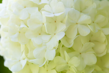 Close-up of white fresh hydrangea flowers. The perfect background for your design. Beauty in...