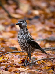 Spotted nutcracker (Nucifraga caryocatactes macrorhynchus)