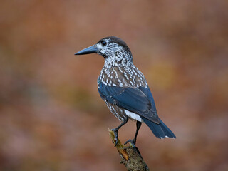 Spotted nutcracker (Nucifraga caryocatactes macrorhynchus)