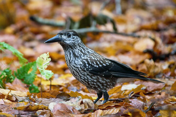 Spotted nutcracker (Nucifraga caryocatactes macrorhynchus)