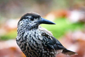 Spotted nutcracker (Nucifraga caryocatactes macrorhynchus)
