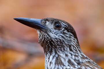 Spotted nutcracker (Nucifraga caryocatactes macrorhynchus)