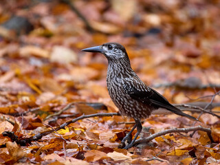 Spotted nutcracker (Nucifraga caryocatactes macrorhynchus)
