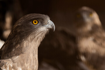 bird of prey