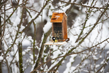 Maien im Winter beim Futter holen