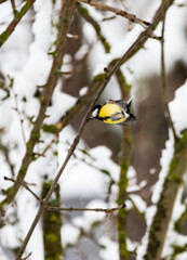 Maien im Winter beim Futter holen