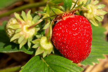 Fresh tasty strawberries ripen on bush in vegetable garden in sunshine. New harvest. Summer. Locally grown. Selective focus, defocus