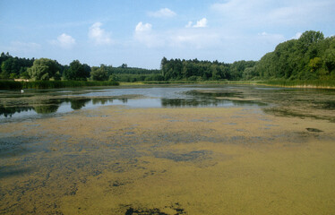 étang de L'Indre, Parc naturel régional de Lorraine, Dieuze, Moselle, 57, France