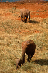 Eléphant d'Afrique,, Loxodonta africana, Parc national Tsavo, Kenya