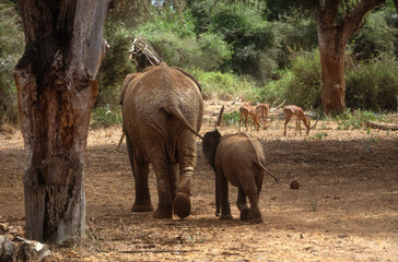 Naklejka premium Eléphant d'Afrique, Loxodonta africana, Parc national de Samburu, Kenya