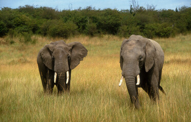 Fototapeta premium Eléphant d'Afrique, Loxodonta africana, Parc national de Masai Mara, Kenya
