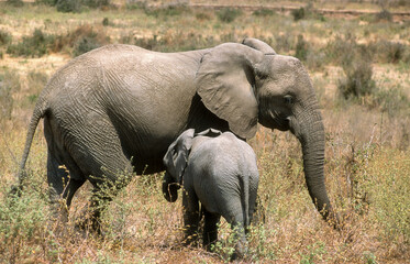 El&eacute;phant d'Afrique, Loxodonta africana, Parc national de Masai Mara, Kenya