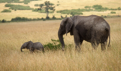 Eléphant d'Afrique, Loxodonta africana, Parc national de Masai Mara, Kenya