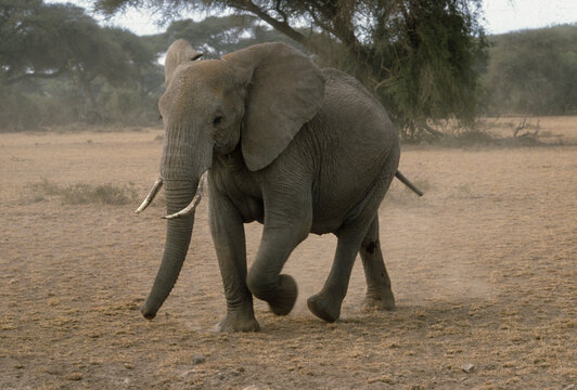 Eléphant d'Afrique, Loxodonta africana, Parc national de Samburu, Kenya
