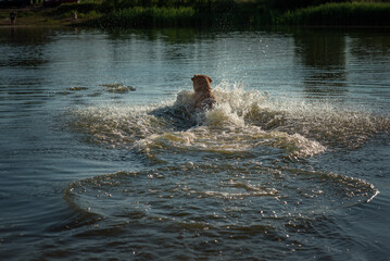 Fototapeta premium A beautiful purebred Labrador plays in a summer lake.