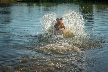 A beautiful purebred Labrador plays in a summer lake.