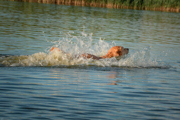Fototapeta premium A beautiful purebred Labrador plays in a summer lake.