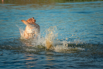 A beautiful purebred Labrador plays in a summer lake.