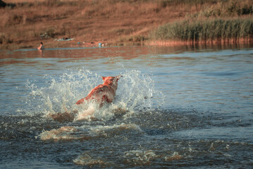 Obraz premium A beautiful purebred Labrador plays in a summer lake.