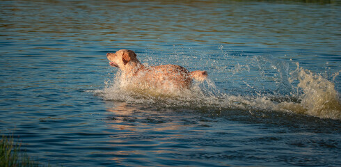 Fototapeta premium A beautiful purebred Labrador plays in a summer lake.