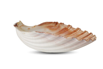 seashell isolated on white background. This has clipping path.