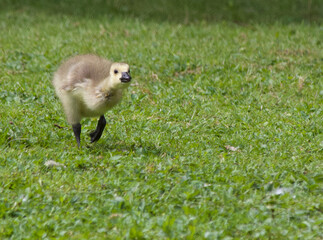Geese and goslings
