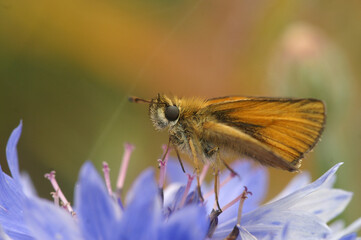 Closeup of adorable Essex skipper butterfly, Thymelicus lineola on a light blue flower