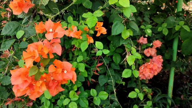 Red Bougainvillea spectabilis (great bougainvillea) flowers moving slowly in the wind.  Nature background.  Paper flower or bunga kertas. Selective focus.